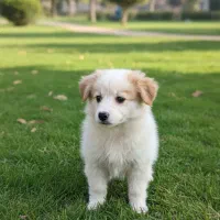 سگ پا کوتاه میکس پامارین تریر