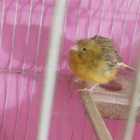 قناری|پرنده|مشهد, دوست آباد|دیوار