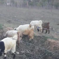 فروش بزغاله