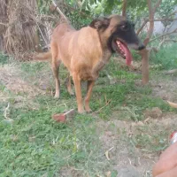 سگ فروشی|سگ|عنبرآباد, |دیوار