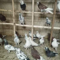 باسلام تعدادی غریب گیری