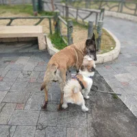 آژانس فرشته ها