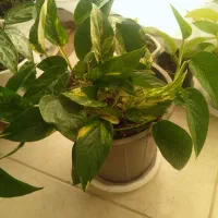 وسایل خانه در|لباس|لاهیجان, آهندان|دیوار