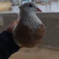 سه جفت طوقی|پرنده|لردگان, |دیوار