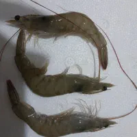 میگو پرورشی صادراتی درجه یک