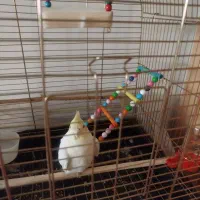 عروس هلندی با قفس،یک میلیون و شیصد