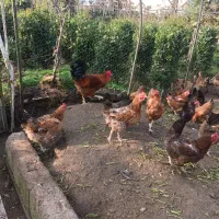 خروسهای محلی در رنگهای متفاوت