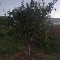 باغ فروشی ـ  روستای ویهج|فروش زمین و ملک کلنگی|قروه, |دیوار