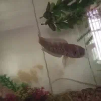 چانا رد کالمیا