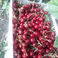گیلاس