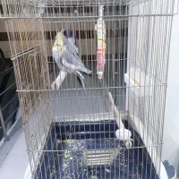 فروش عروس هلندی دوتا نر یک ماده|پرنده|جوانرود, |دیوار