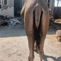 شتر نر محلی مخصوص داشت|حیوانات مزرعه|تخت, |دیوار