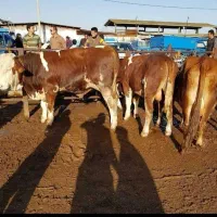 بازار دام گوساله سمینتال