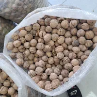 گردو|عمده‌فروشی|رشت, پیرکلاچای|دیوار