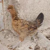 مرغ و خروس محلی درجه یک|حیوانات مزرعه|مرودشت, محمد آباد|دیوار