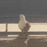 کربلایی|پرنده|مشهد, بهارستان|دیوار