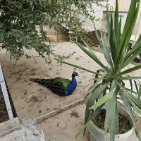 اجاره ویلای استخردار|اجارهٔ کوتاه‌مدت ویلا و باغ|گنبد کاووس, |دیوار