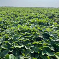 فروش نهال یا بوته توت فرنگی پر محصول سابرینا اصلی|خدمات باغبانی و درختکاری|بهنمیر, |دیوار