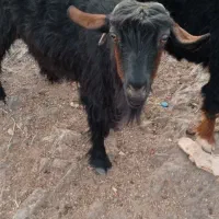 بز فروشی|حیوانات مزرعه|بیرک, |دیوار