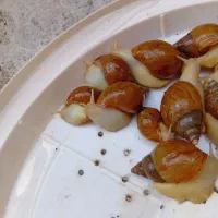 حلزون