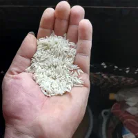 فروش برنج هاشمی خالص محصول زمین خودم