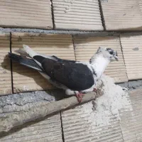 کبوتر فروشی