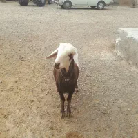 بره قوچ افشار کبود|حیوانات مزرعه|خنداب, |دیوار