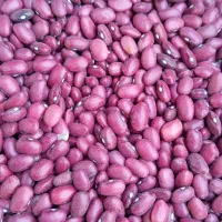 لوبیا زیر قیمت بازار فوری