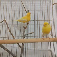 قناری خوش هیکل و خوش اندام