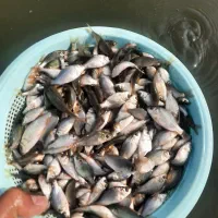 اسپلش،بچه ماهی،خوراک ،کپور|ماهی|شادگان, |دیوار