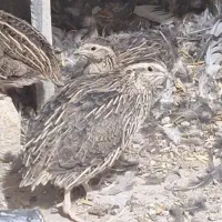 کبوتر ۱۰ عدد بلدچین