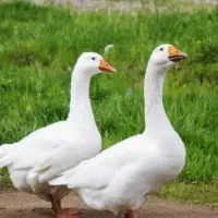 غاز دو عدد نر و ماده