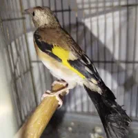 سهره چونه سفید نر|پرنده|مشکیندشت, |دیوار