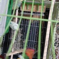 مرغ عشق|پرنده|دماوند, مسکن مهر گیلاوند|دیوار