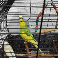 مرغ عشق فروشی|پرنده|سنگر, |دیوار