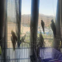 واگذاری عروس هلندی