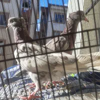 کبوتر|پرنده|گرگان, |دیوار