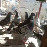 کفتر فروش|پرنده|سراوان, |دیوار