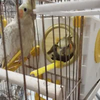 عروس هلندی مولد ۲ساله آماده جفت|پرنده|پرند, فاز ۴|دیوار