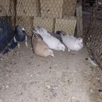 کبوتر پرشی|پرنده|اسفراین, |دیوار