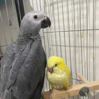 (سه تا جوجه کاسکو سرلاکی و تازه دونخور) کاکادو آرا