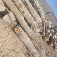 فروش چوب گردو