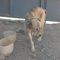 سگ گله