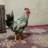 گمشده|حیوانات|اهر, |دیوار