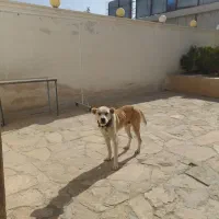 سگ نگهبان