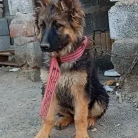 سگ ژرمن شولاین