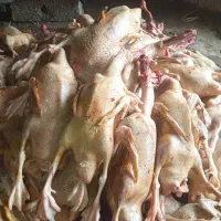 اوردگ محلی|حیوانات مزرعه|اسالم, |دیوار