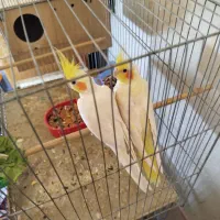 دو جفت عروس پاریس مولدشرط|پرنده|اهواز, کمپلو شمالی|دیوار