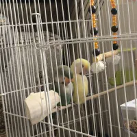 طوطی برزیلی