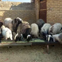 فروش یک راس غوچ شال و۵ تامیش شال|حیوانات مزرعه|شیراز, بید زرد|دیوار
